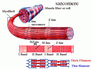 MuscleSarcomere